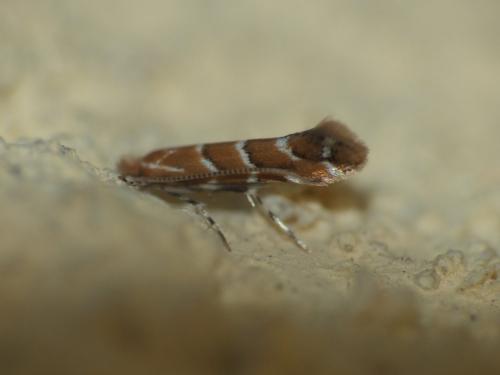 Réf. 277 153 : Cameraria ohridella